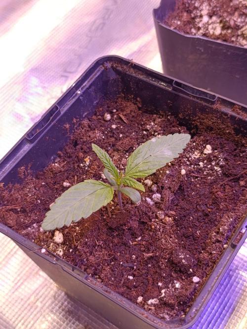 Cali Crasher Marshydro. Week 2