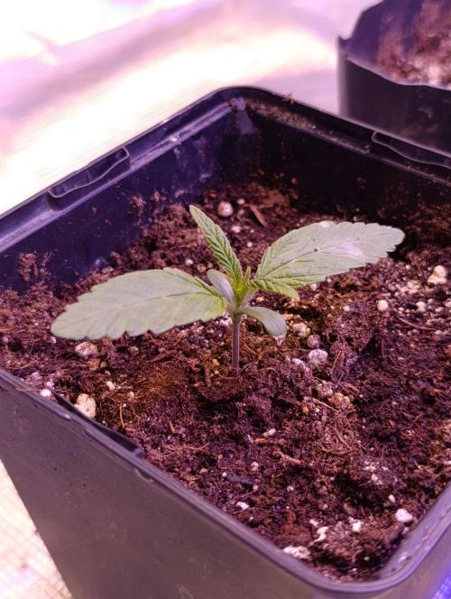 Cali Crasher Marshydro. Week 2