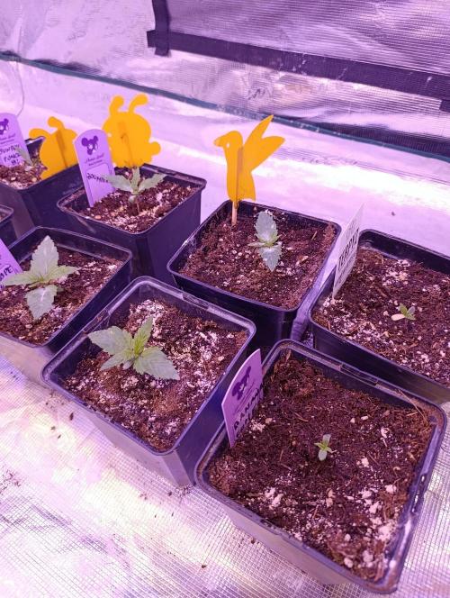 Sour Puffs Xpertnutrients. Week 2