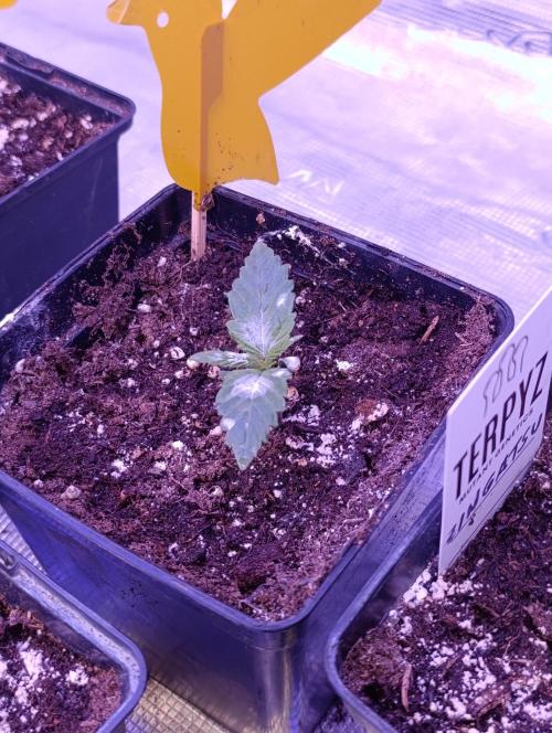 Sour Puffs Xpertnutrients. Week 2