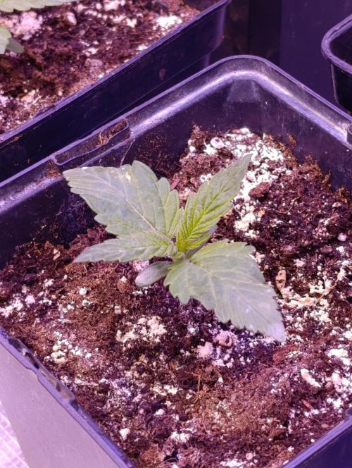 Sour Puffs Xpertnutrients. Week 2