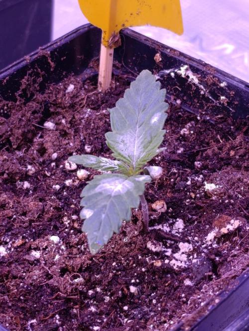 Sour Puffs Xpertnutrients. Week 2