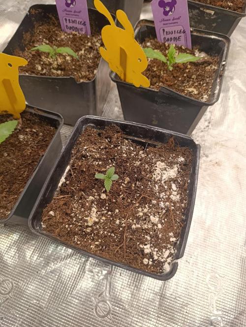 Sundae Driver Marshydro. Week 1