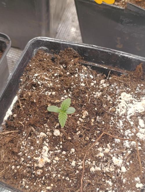 Sundae Driver Marshydro. Week 1