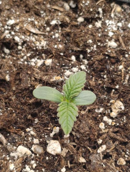 Sundae Driver Marshydro. Week 1