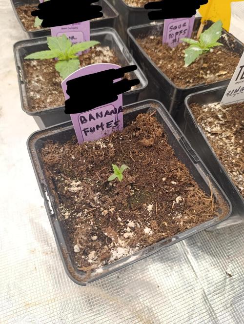 Banana Fumes. Week 1