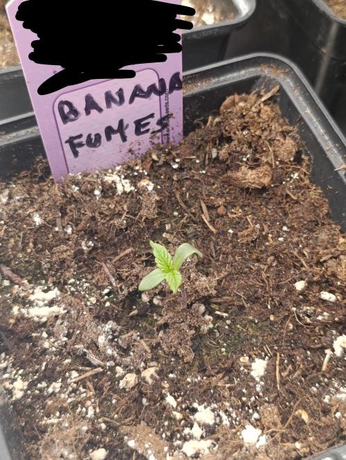 Banana Fumes. Week 1