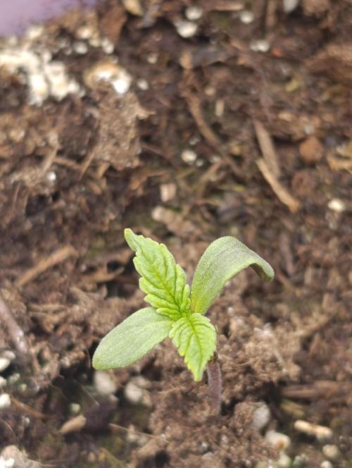 Banana Fumes. Week 1