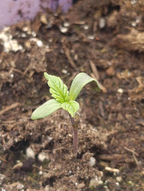 Banana Fumes. Week 1