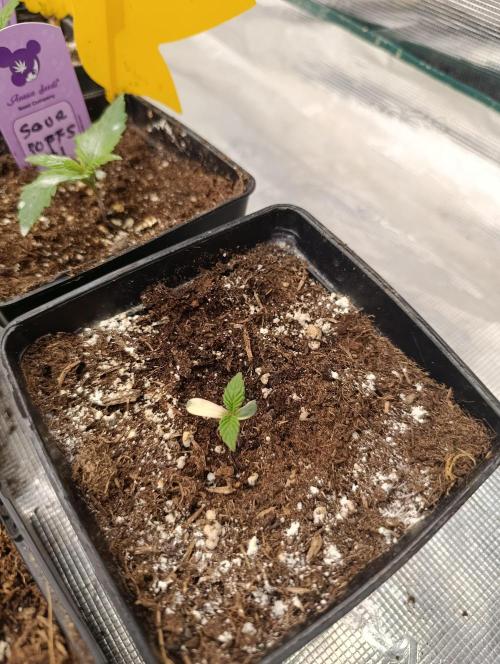 Zingatsu Xpertnutrients. Week 1