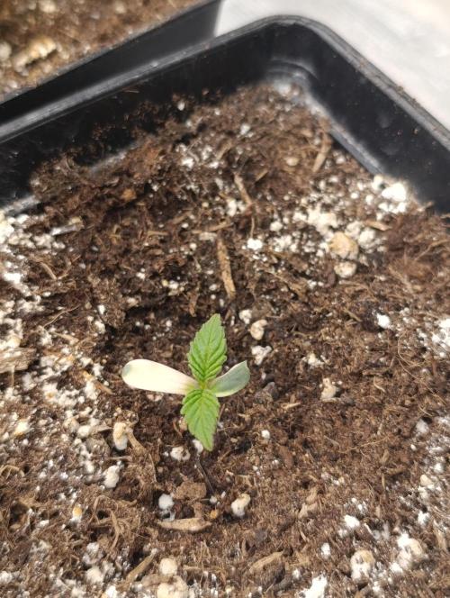 Zingatsu Xpertnutrients. Week 1