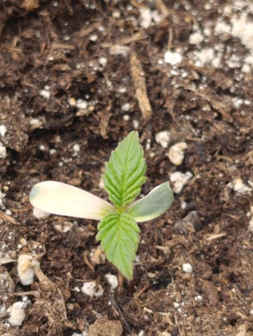 Zingatsu Xpertnutrients. Week 1