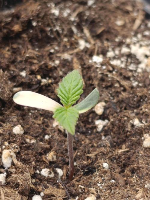 Zingatsu Xpertnutrients. Week 1