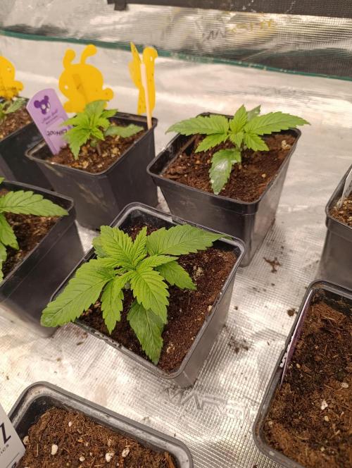 Sour Puffs Xpertnutrients. Week 3