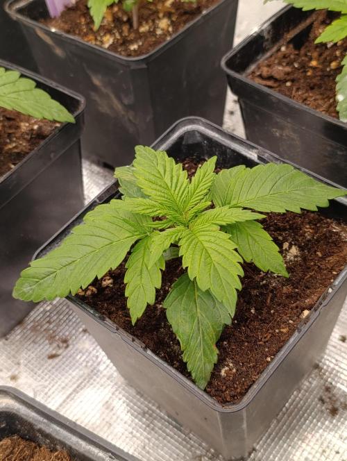 Sour Puffs Xpertnutrients. Week 3