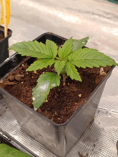 Sour Puffs Xpertnutrients. Week 3