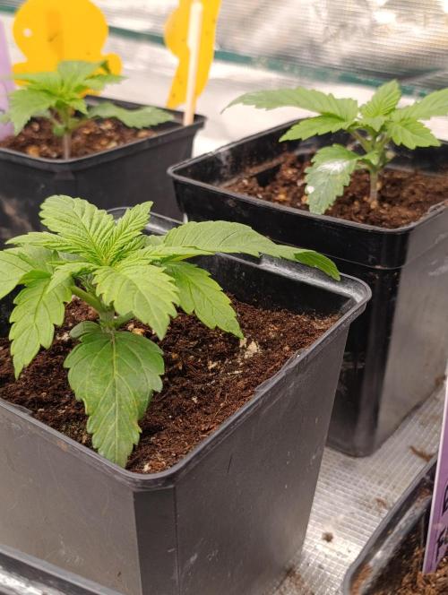 Sour Puffs Xpertnutrients. Week 3