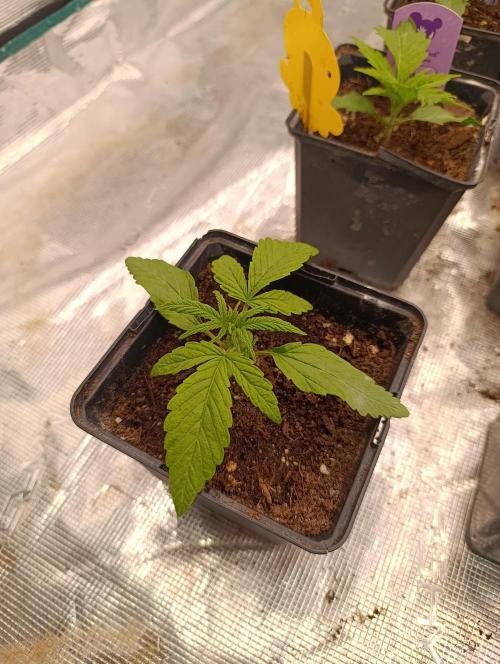 Cali Crasher Marshydro. Week 3