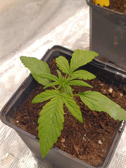 Cali Crasher Marshydro. Week 3