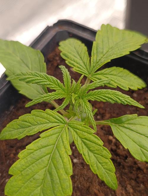 Cali Crasher Marshydro. Week 3