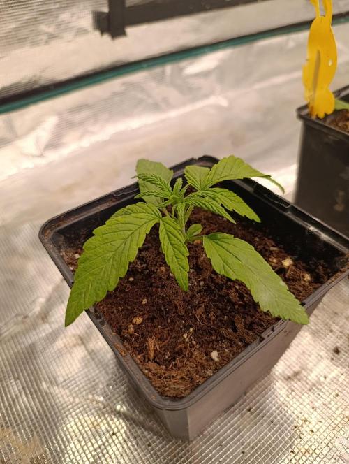 Cali Crasher Marshydro. Week 3