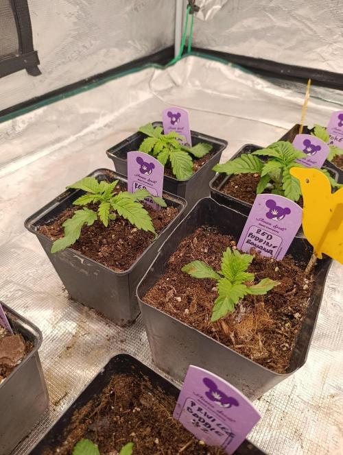 Red Banana Pudding II Marshydro. Week 3