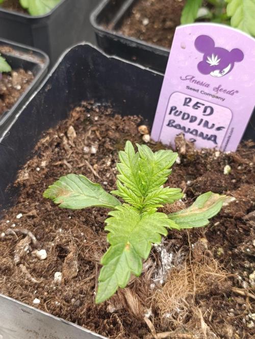 Red Banana Pudding II Marshydro. Week 3