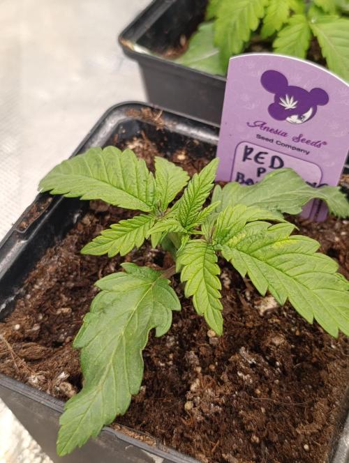 Red Banana Pudding II Marshydro. Week 3