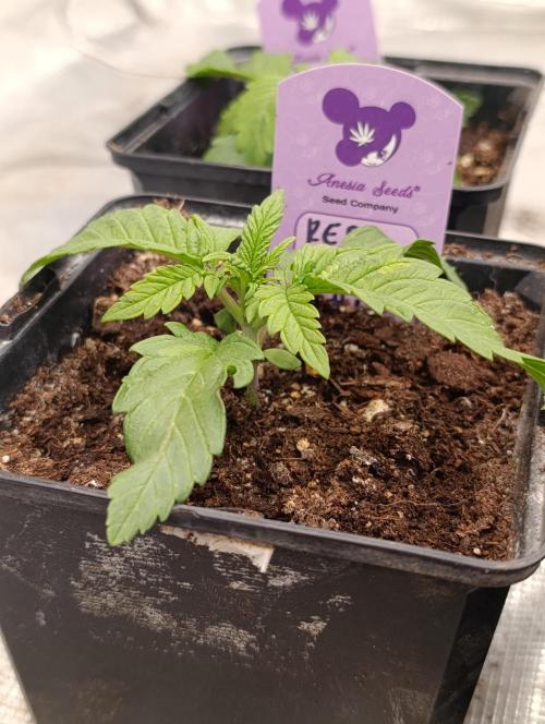 Red Banana Pudding II Marshydro. Week 3