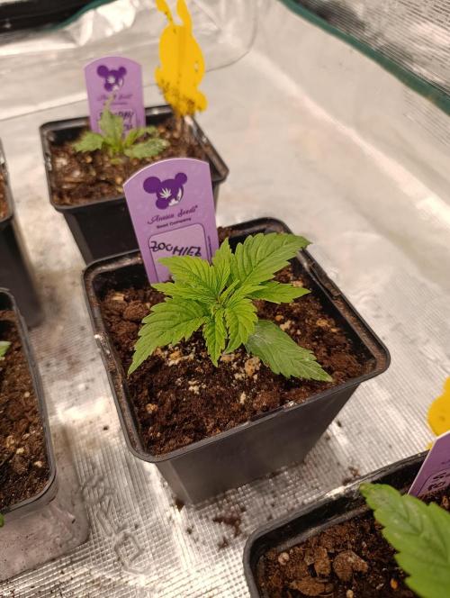 Zoomiez & Marshydro. Week 3