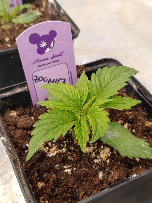 Zoomiez & Marshydro. Week 3