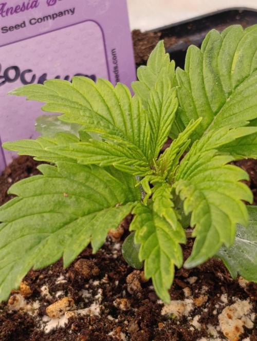 Zoomiez & Marshydro. Week 3