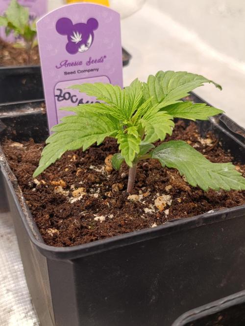 Zoomiez & Marshydro. Week 3