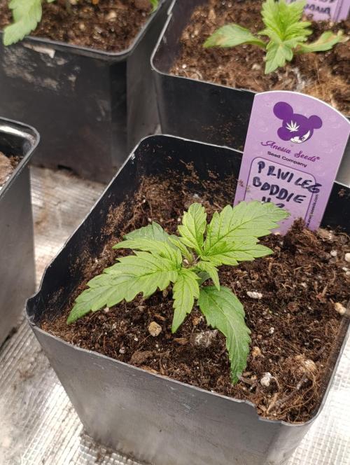 Privileged Baddie Xpertnutrients. Week 3