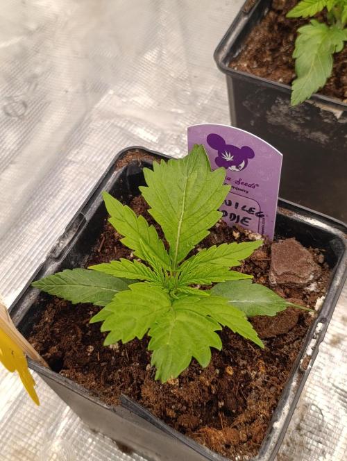 Privileged Baddie Xpertnutrients. Week 3