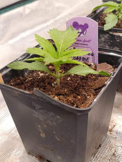 Privileged Baddie Xpertnutrients. Week 3