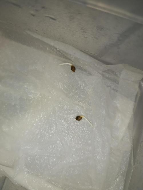 Zour MelonZ Test & Xpertnutrients. Week 0