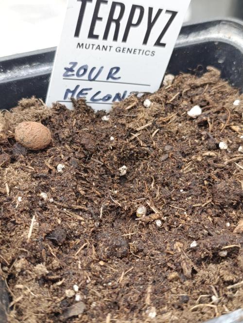 Zour MelonZ Test & Xpertnutrients. Week 0