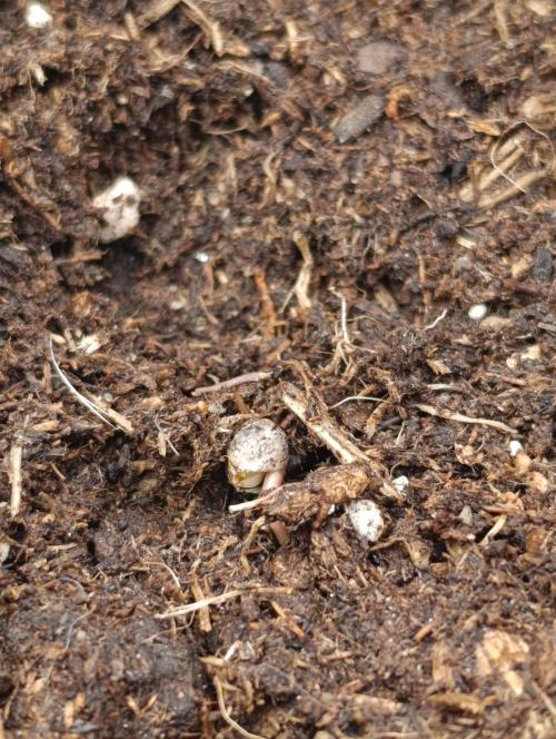 Zour MelonZ Test & Xpertnutrients. Week 0