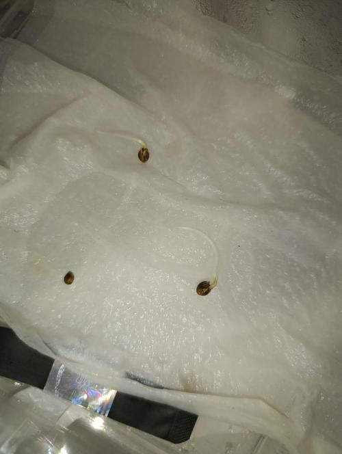 GokuZ OG Test & Marshydro. Week 0