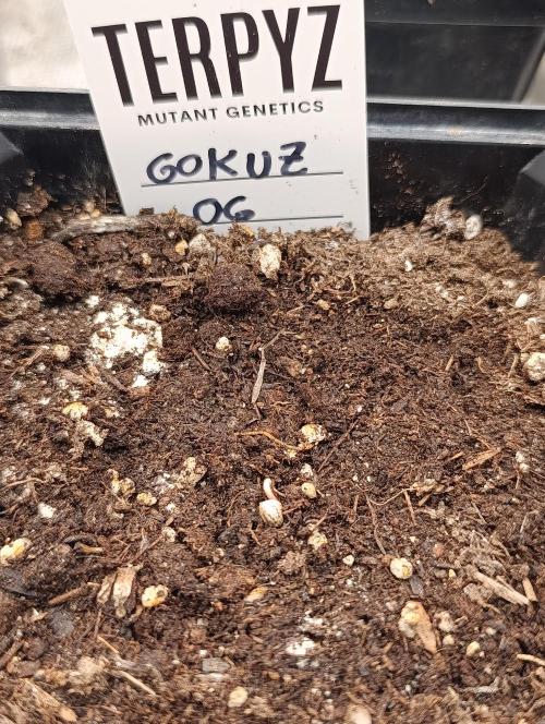 GokuZ OG Test & Marshydro. Week 0