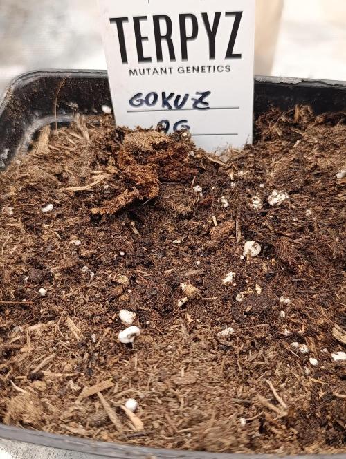 GokuZ OG Test & Marshydro. Week 0