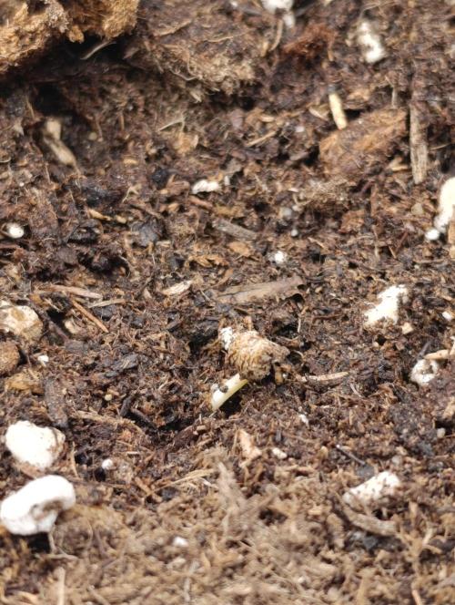 GokuZ OG Test & Marshydro. Week 0