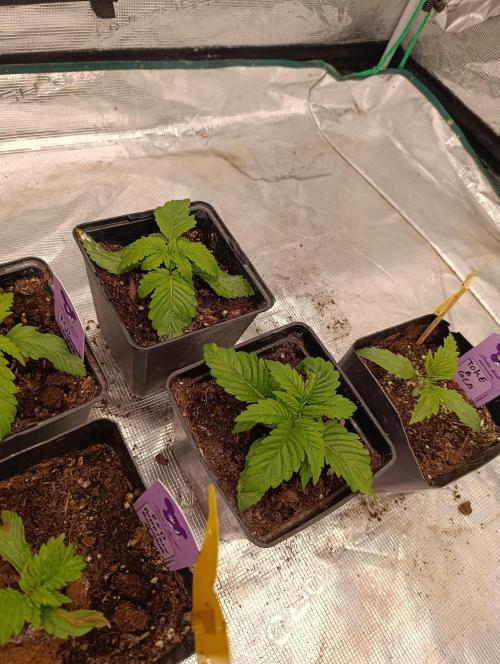 Isla Mirage Xpertnutrients. Week 3