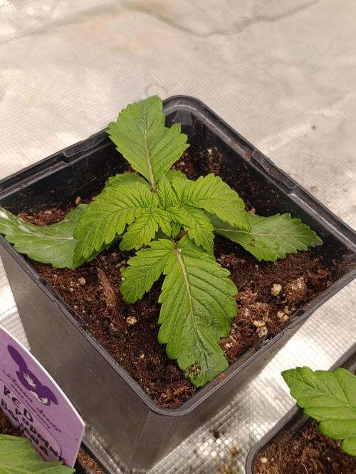 Isla Mirage Xpertnutrients. Week 3