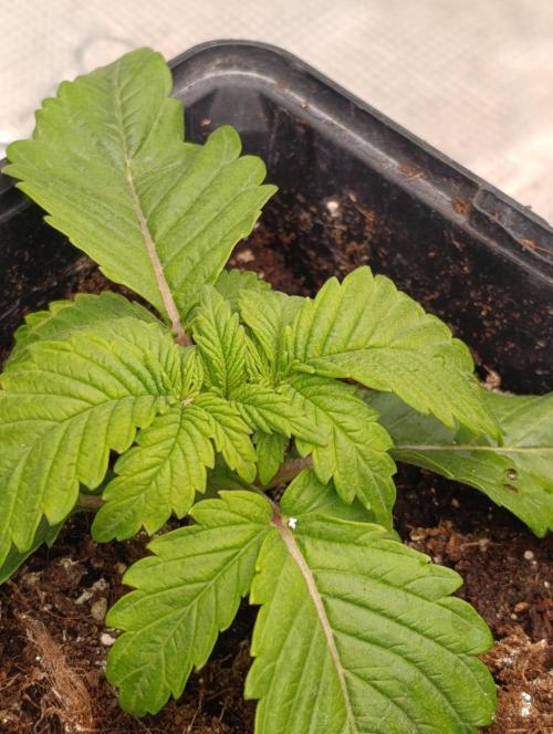 Isla Mirage Xpertnutrients. Week 3