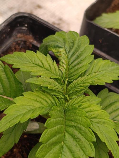 Isla Mirage Xpertnutrients. Week 3