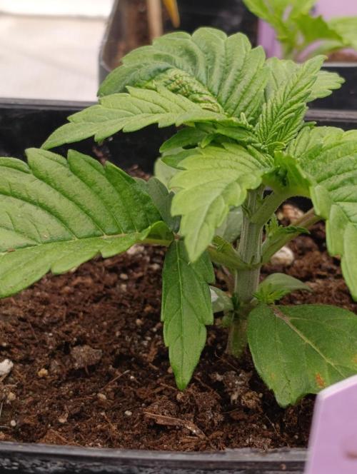 Isla Mirage Xpertnutrients. Week 3