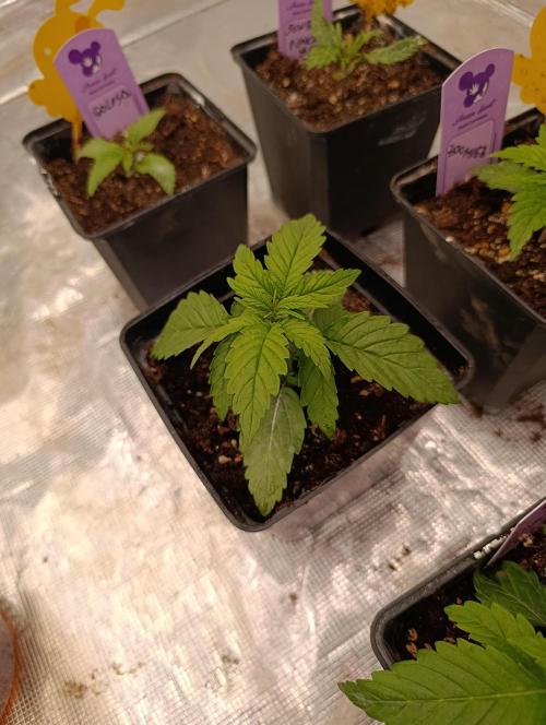 Grape Ape Marshydro. Week 3