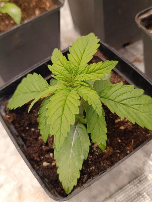 Grape Ape Marshydro. Week 3